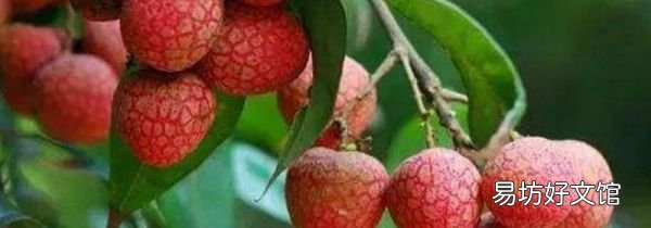 荔枝櫻桃可以一起吃嗎