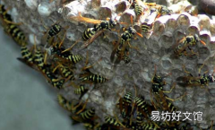把馬蜂打死了會(huì)怎么樣 打死馬蜂后馬蜂會(huì)報(bào)復(fù)嗎