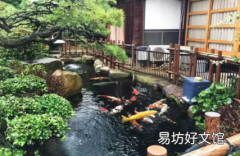 锦鲤鱼池怎样养水 新建锦鲤池多久才可以下鱼
