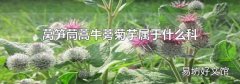 萵筍茼蒿牛蒡菊芋屬于什么科