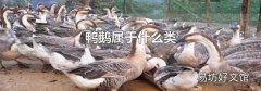 鴨鵝屬于什么類