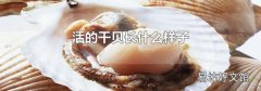 活的干贝长什么样子