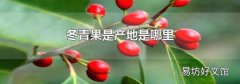 冬青果是产地是哪里