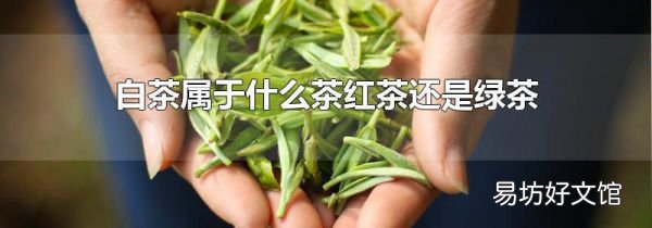 白茶属于什么茶红茶还是绿茶