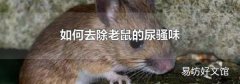 如何去除老鼠的尿骚味