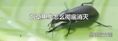 烟草甲虫怎么彻底消灭