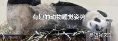 有趣的动物睡觉姿势