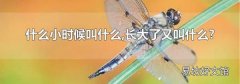 什么小时候叫什么,长大了又叫什么?