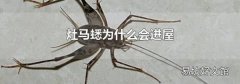 灶马蟋为什么会进屋