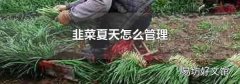 韭菜夏天怎么管理