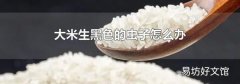 大米生黑色的蟲子怎么辦