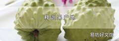 释迦果产地