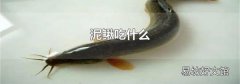 泥鳅吃什么