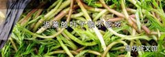 泥蒿的葉子能不能吃