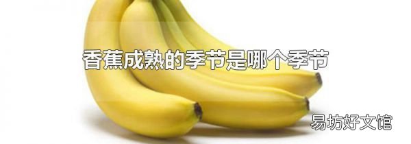香蕉成熟的季节是哪个季节