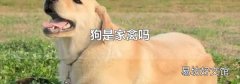 狗是家禽吗