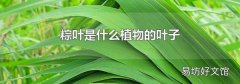 粽葉是什么植物的葉子