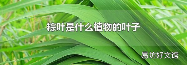 粽葉是什么植物的葉子