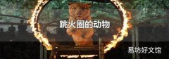 跳火圈的动物