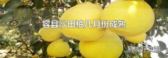 容县沙田柚几月份成熟