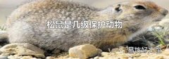 松鼠是几级保护动物