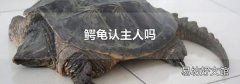 鳄龟认主人吗