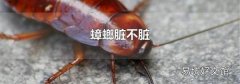蟑螂脏不脏
