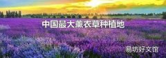 中國最大薰衣草種植地