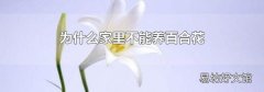为什么家里不能养百合花
