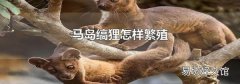 马岛缟狸怎样繁殖