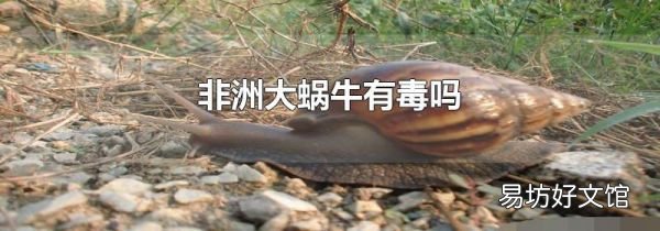 非洲大蜗牛有毒吗