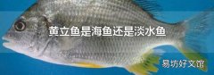 黄立鱼是海鱼还是淡水鱼