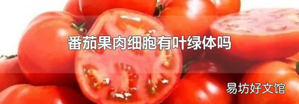 番茄果肉细胞有叶绿体吗
