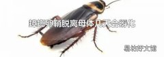 蟑螂卵鞘脱离母体几天会孵化