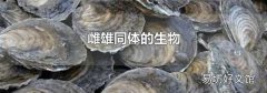 雌雄同体的生物