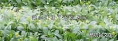 菜心开花了还能吃吗