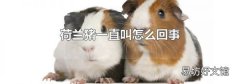 荷蘭豬一直叫怎么回事