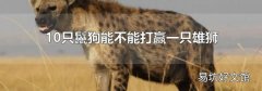10只鬣狗能不能打贏一只雄獅