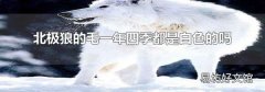 北极狼的毛一年四季都是白色的吗