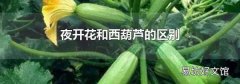 夜开花和西葫芦的区别
