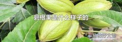 碧根果是什么样子的