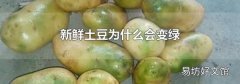 新鲜土豆为什么会变绿