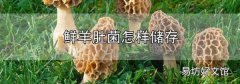 鮮羊肚菌怎樣儲存