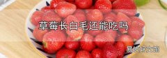 草莓長白毛還能吃嗎