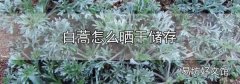 白蒿怎么曬干儲存