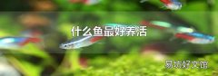 什么魚最好養活