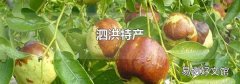 泗洪特產