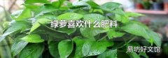 綠蘿喜歡什么肥料