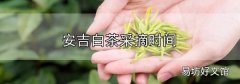 安吉白茶采摘時間