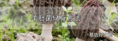羊肚菌儲存方法
